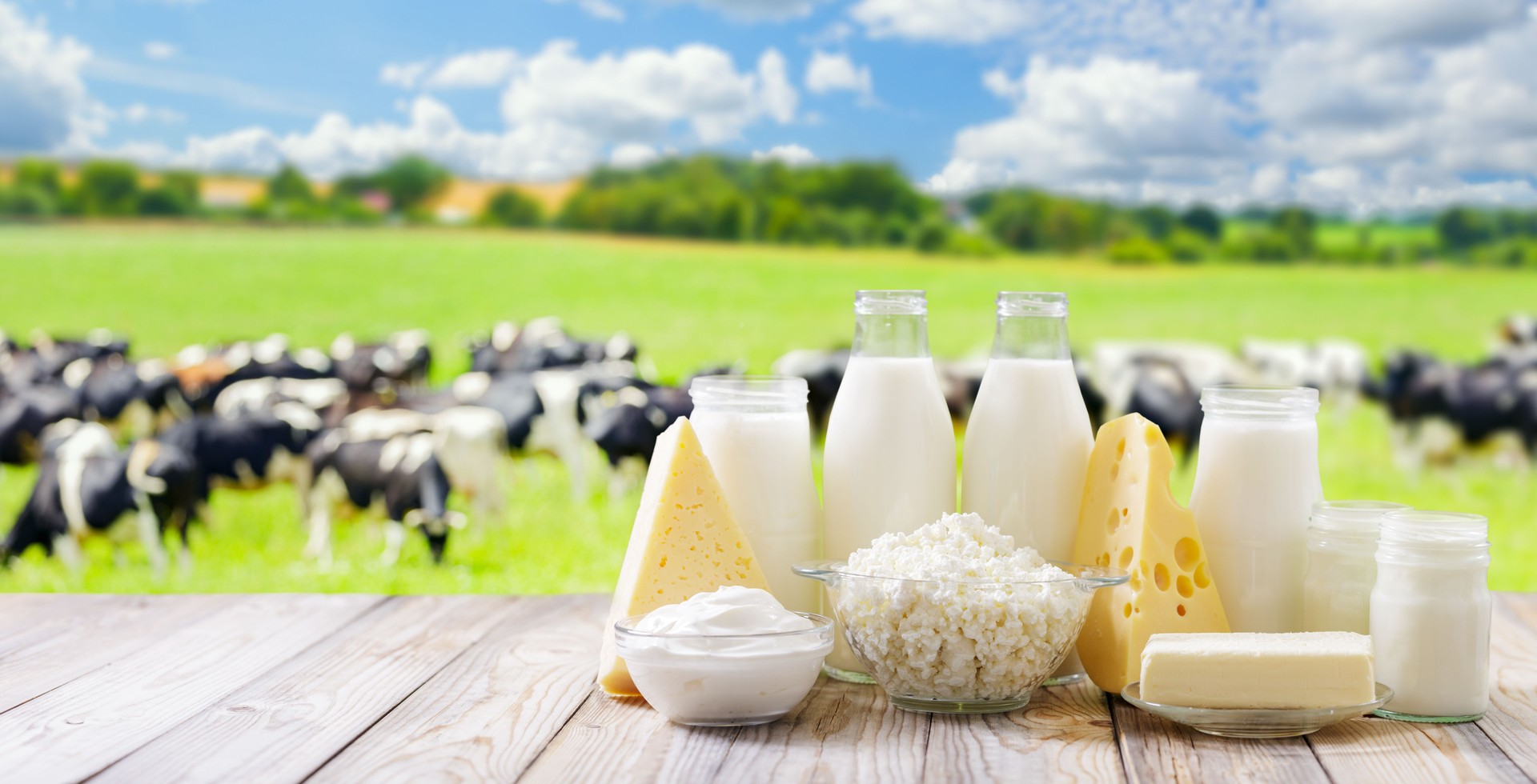 Dairy products. Bottles of milk, cottage cheese, yogurt,  cheese, butter on wooden table on farm meadow with grazing cows background